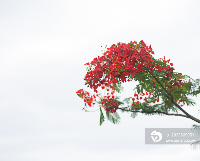 red flowers on a white background