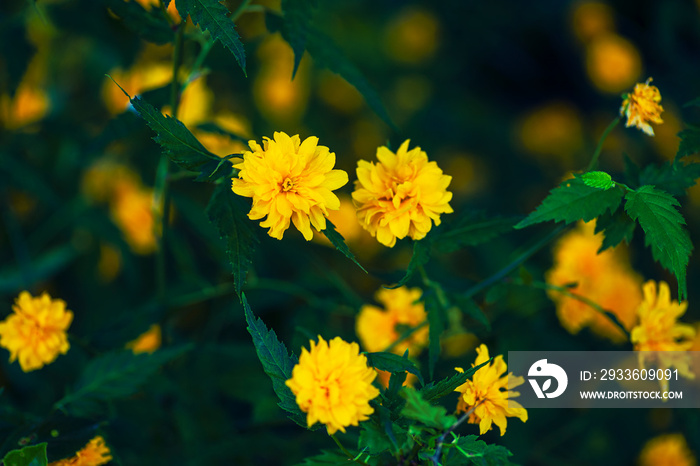 A beautiful yellow Kerria in the park. Wonderful yellow petals and green background.Blossoming yellow flower background, natural wallpaper. Flowering decorative japanese kerria terry branch in spring.