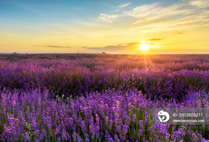 Beautiful lavender field sunset landscape