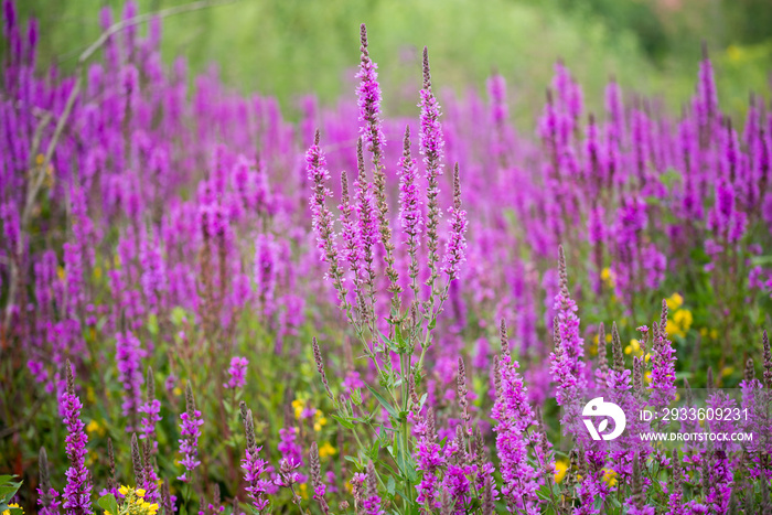 yellow loosestrife and purple loosestrife flowers in summer meadow