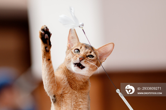 abyssinian cat plays with toy long ears and short hair