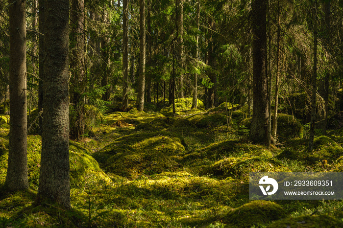 Deep in a wild-grown forest in Sweden