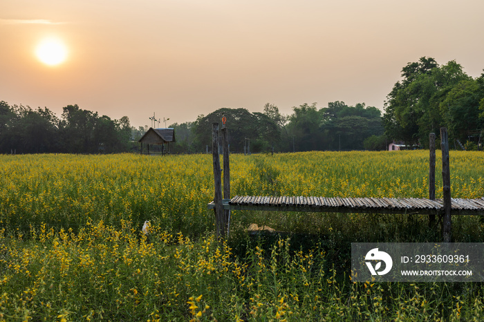 A panoramic view of the beautiful blooming yellow Crotalaria juncea garden.