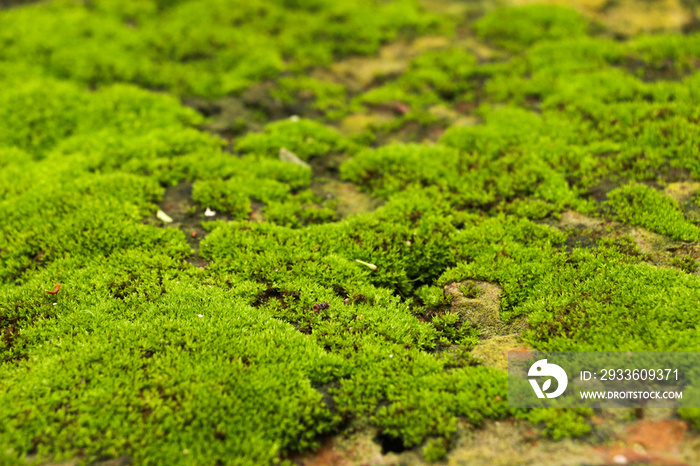 Moss in garden