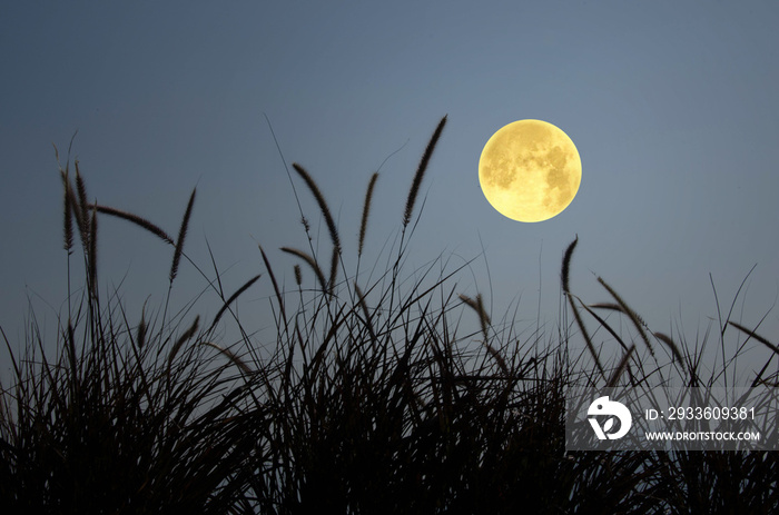 Beautiful full moon and grass in the evening