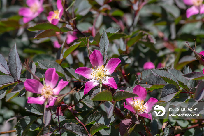 Rosa glauca rubrifolia red-leaved rose in bloom, beautiful ornamental redleaf flowering deciduous shrub, spring flowers