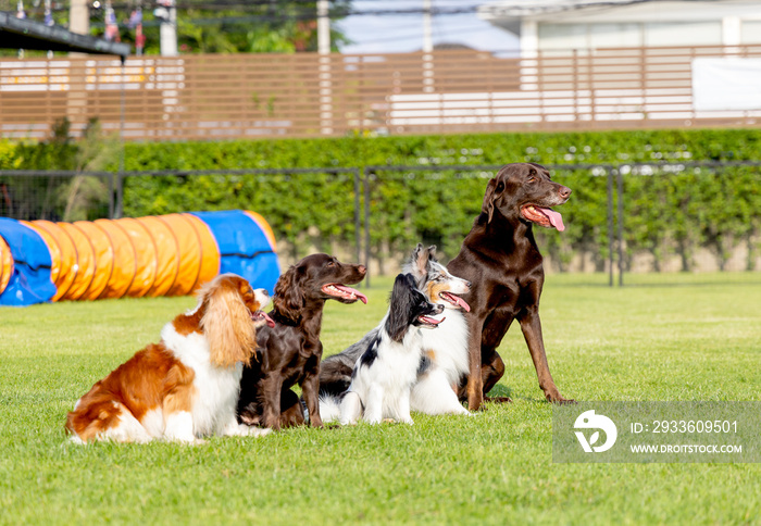 Group of different type dogs stand  on grass field as line formation and look forward with sun light and happiness.