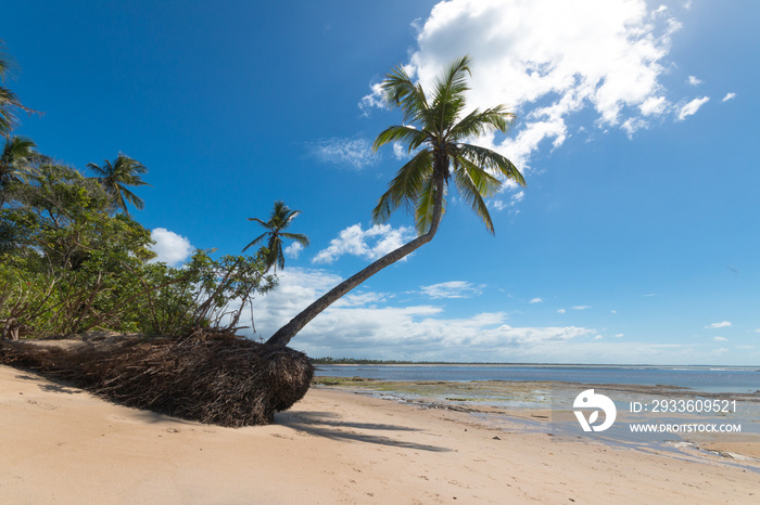 Solitary palm tree on exotic beach from Boipeba Islands. Palm tree and amazing exotic beach