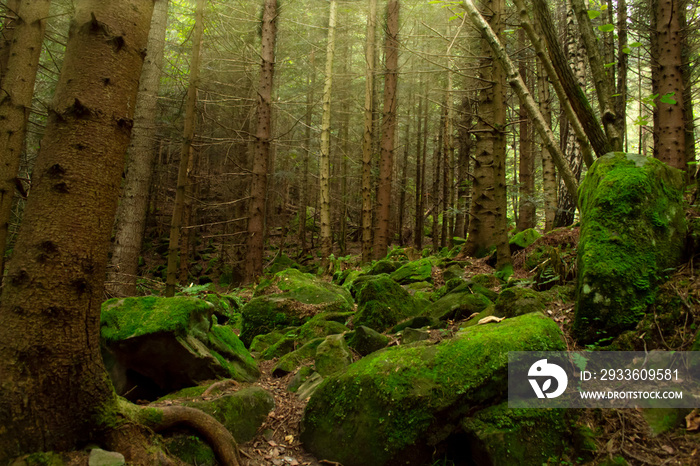 Old forest. Trees in a forest backlit by the sun. Large stones are covered with moss in a dense forest.