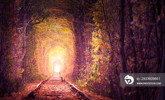 Railway in the woods. Tunnel of love. Autumn landscape.