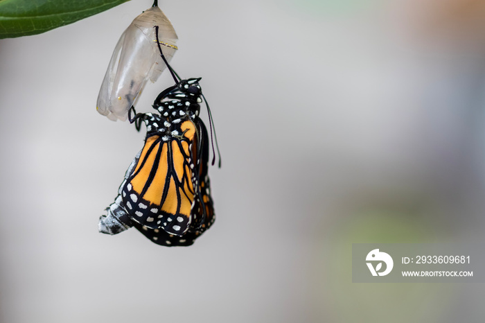 Monarch butterfly, Danaus plexippuson,  emerging from chrysalis  light background