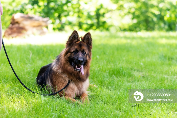 Beautiful German Shepherd on the grass, on a green background.