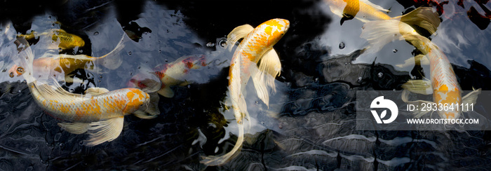 White and Yellow Yamabuki Hariwake Butterfly Koi fishes swimming in a beautiful style at carp fish pond. Panorama picture. Sukhothai Thailand.