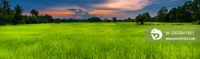 Panorama of a green rice field in the evening over the sunset in Thailand