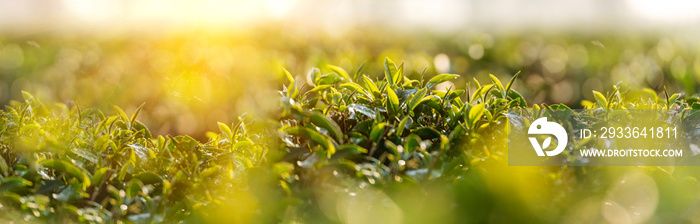 Banner Green tea tree leaves camellia sinensis organic farm sunlight. Panorama Fresh young tender bud herbal farm in morning. Banner Sunlight Green tea tree plant. Wide Green Tea Tree with copy space