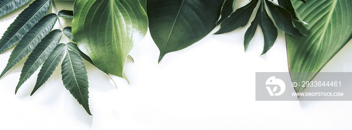 Tropical leaves on a white background