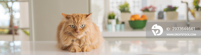 Beautiful ginger long hair cat lying on kitchen table on a sunny day at home