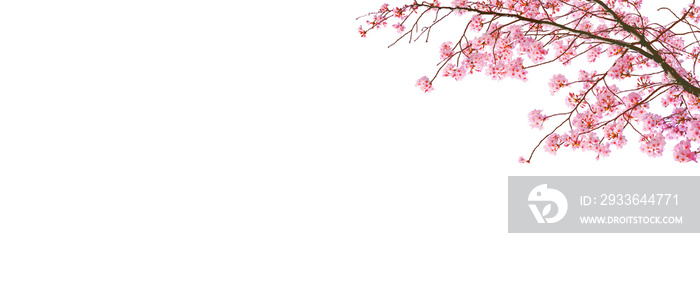 Cherry blossom (sakura) in spring season isolated on white background with blank copy space.