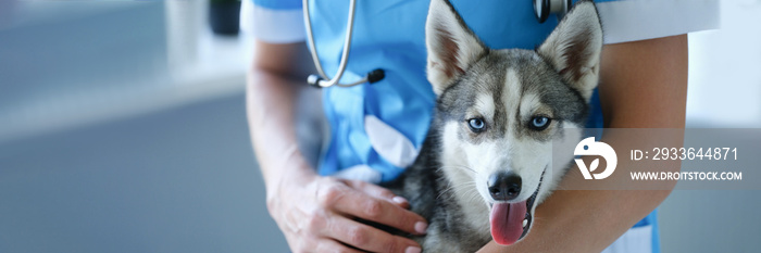 Handsome little husky at veterinarian appointment closeup