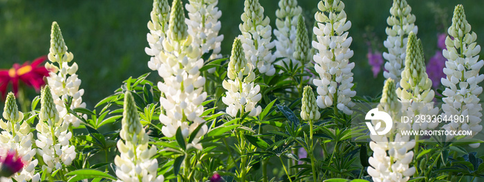 A lot of white lupines field. Rustic garden on the background of a wooden house