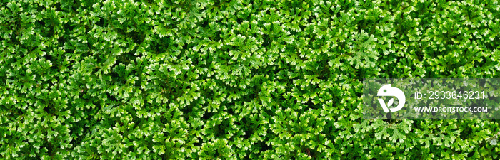 Closeup image of Selaginella fern or Rainbow Spike Moss in the garden