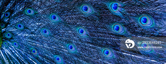 Blue peacock feathers in closeup