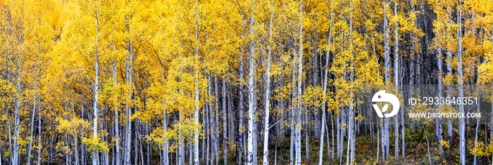 Autumn Aspen scenery on the Million Dollar Highway - Colorado Rocky Mountains