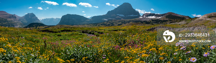 Wildflowers of Glacier National Park, Montana