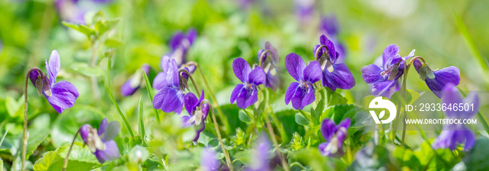 Viola odorata known as wood violet or sweet violet