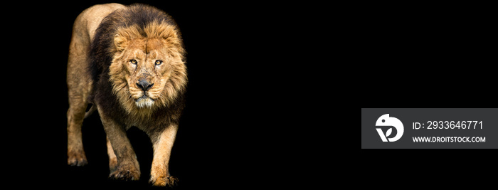 Template of Lion with a black background