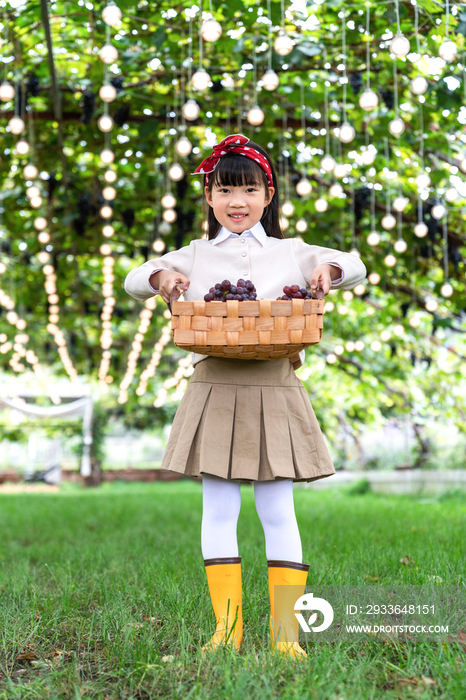 女孩在果园采摘葡萄