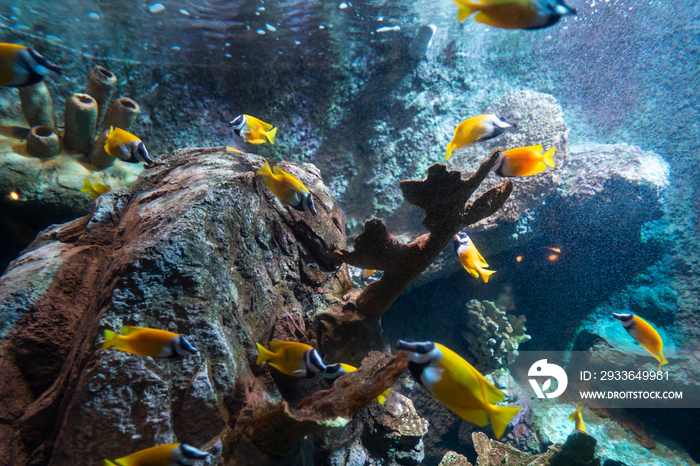 水族馆里的鱼