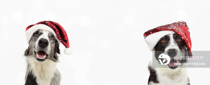 banner two border collie dog celebrating christmas wearing a red glitter santa claus hat. Isolated o