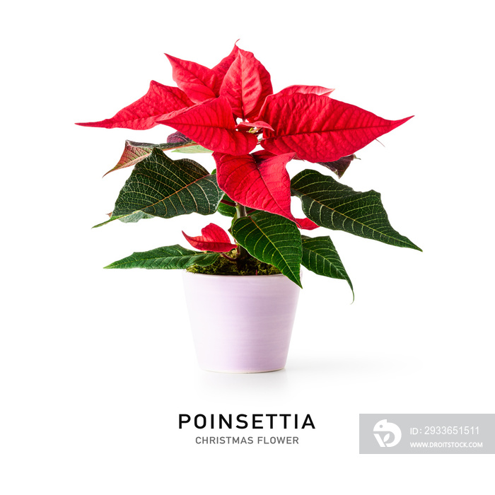 Poinsettia christmas flower as creative layout.