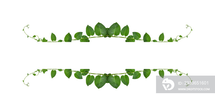 Floral Desaign. Twisted jungle vines liana plant with heart shaped green leaves isolated on white ba