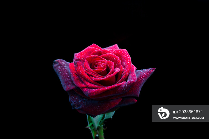 Red rose flower isolated on black background
