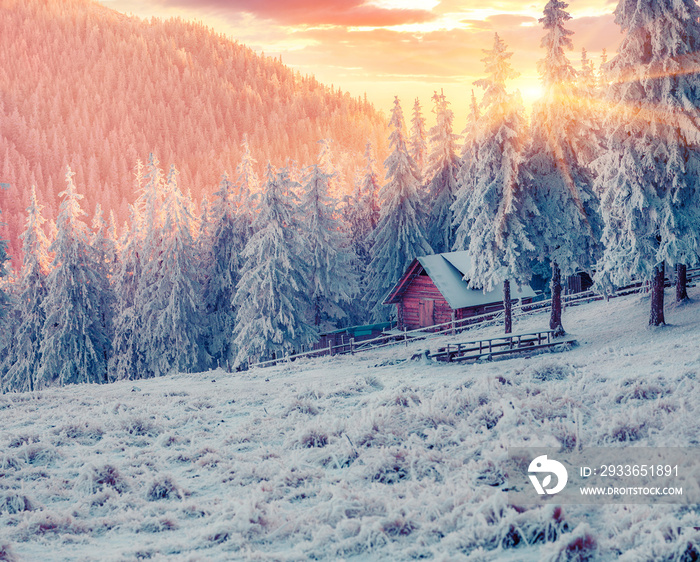 Impressive winter sunrise in Carpathian mountain village with snow covered fir trees. Colorful outdo