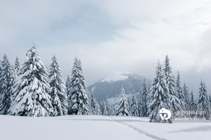 Fantastic winter landscape with snowy trees. Carpathian mountains, Ukraine, Europe. Christmas holida