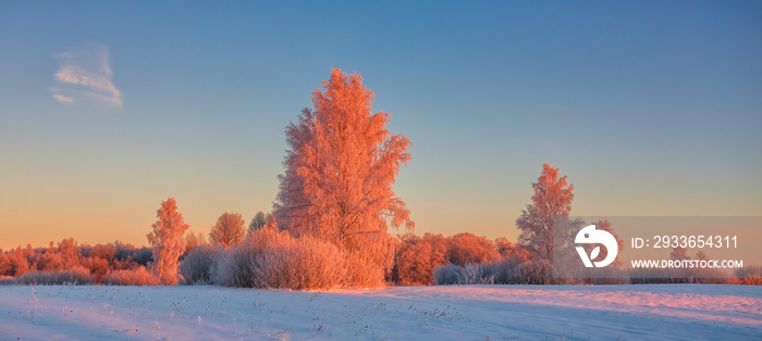 Cold winter morning with red sunlight and frost cover on the trees, extremely cold winter conditions