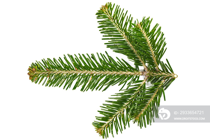 Branch top of silver fir (Abies alba) isolated on white.