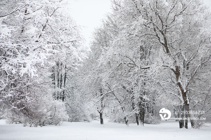 Winter landscape. Forest under the snow. Winter in the park.