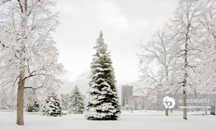 Cheesman Park Christmas