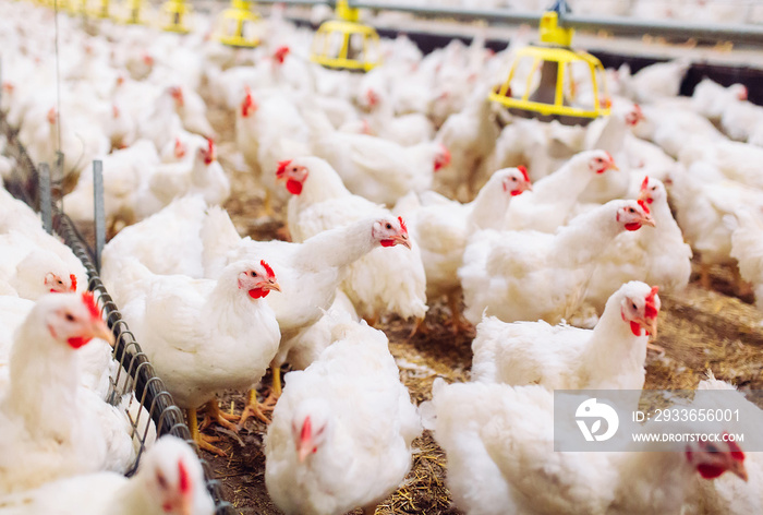 Indoors chicken farm, chicken feeding