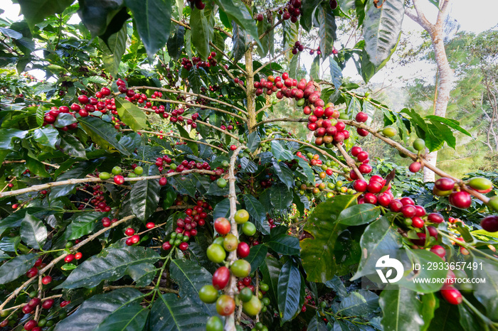 Coffee bushes on the plantation. Villa Rica, Peru.