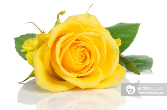 beautiful yellow rose isolated on white background