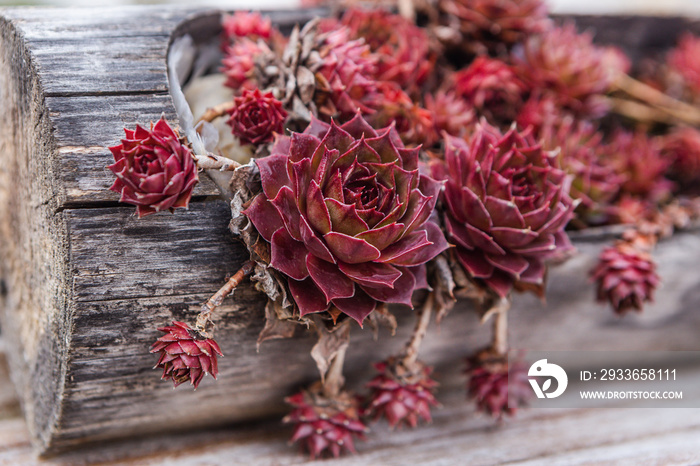 sempervivum in a wooden flower pot