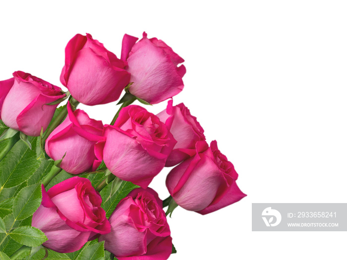 Pink roses bunch in the corner isolated transparent png