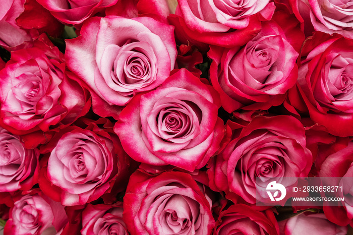 Beautiful pink red roses background