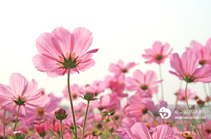 Pink cosmos flowers in nature, sweet background, blurry flower background.