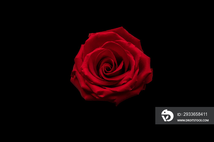 Beautiful red rose on the black background | PNG